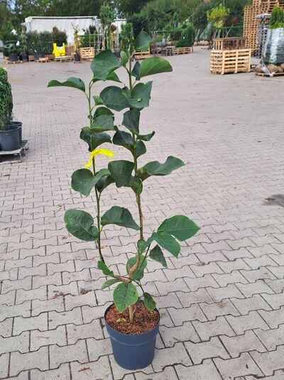 Magnolia 'Black Tulip'® / Magnolie 'Black Tulip' 40-60 cm C4, Jungpflanze im Topf mit grünen Blättern und mehreren Trieben