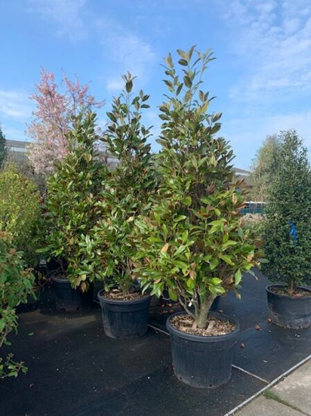 Magnolia grandiflora 'Galissonière' / Großblütige Magnolie 'Galissonière', Solitär 200-250 cm C130 im Topf mit glänzendem Laub.