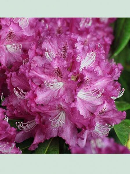 Rhododendron Hybride 'Edwin II' / Rhododendron 'Edwin II'