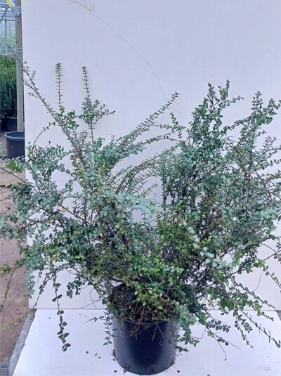 Heckenmyrte ’Purple Storm’ / Lonicera nitida ‘Garden Clouds® Purple Storm’