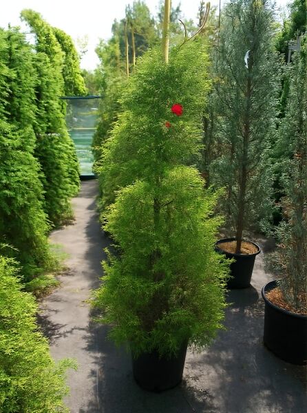Sicheltanne 'Elegans' (Cryptomeria japonica 'Elegans'), 125–150 cm, C30, immergrüner Nadelbaum im Topf mit schlankem Wuchs.