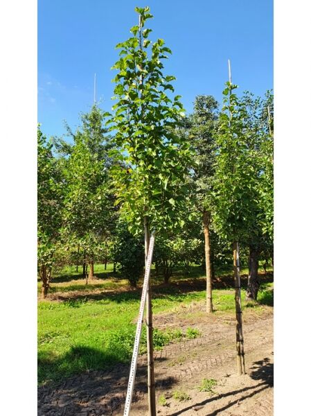 Großblumige Magnolie „Galaxy“ (Magnolia 'Galaxy') Hochstamm 10–12 StU mit Drahtballierung, aufrechter Stamm mit belaubter Krone.