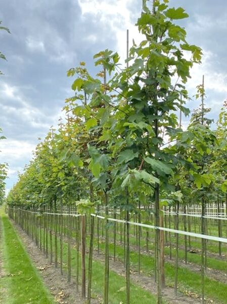 Berg-Ahorn / Acer pseudoplatanus