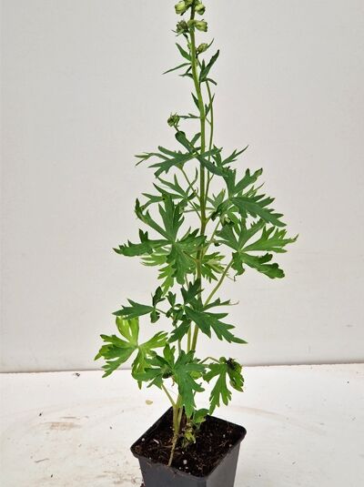 Delphinium belladonna 'Cliveden Beauty' – Garten-Rittersporn 'Cliveden Beauty' im P9-Topf mit grünen, gelappten Blättern und Knospenrispe.