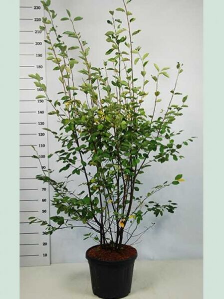 Amelanchier canadensis, Kanadische Felsenbirne, mehrstämmiger Strauch im Topf C30, Höhe 150–175 cm, grüne Blätter