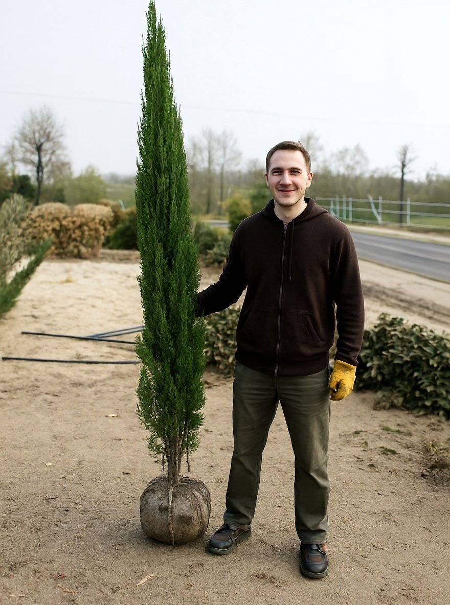 Blauer Raketen-Wacholder - Juniperus scopulorum 'Blue Arrow' - Baumschule  NewGarden