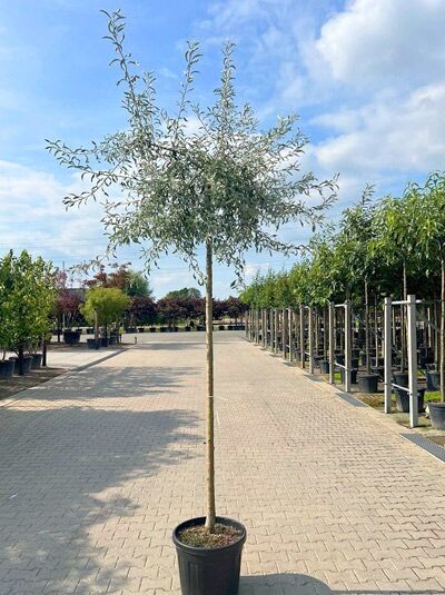 Weidenblättrige Hänge-Birne 'Pendula' - Pyrus salicifolia 'Pendula'
