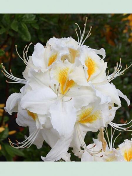 Azalea luteum 'Schneegold' auf Stamm / Laubabwerfende Azalee 'Schneegold' auf Stamm