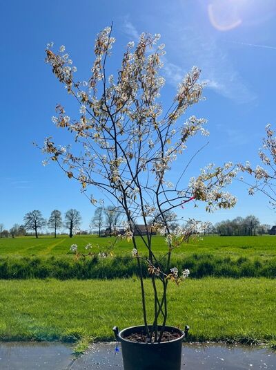 Kupfer-Felsenbirne 200 - 250 cm Schirmform / Amelanchier lamarckii (876133)