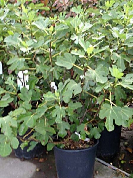 Echter Feigenbaum / Feige / Echter Feigenbaum / Feige