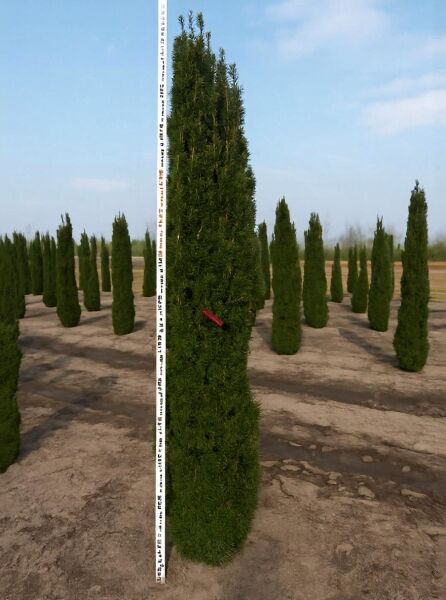 Taxus baccata 'Fastigiata Robusta' / Schmale Säulen-Eibe 250-275 cm, Solitär mit Drahtballen, säulenförmiger Wuchs