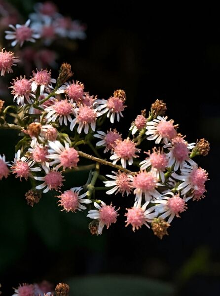 Waagerechte Aster (Aster lateriflorus var. horizontalis) 'Lady in Black' mit weiß-rosa Korbblüten in Dolden am Stiel.