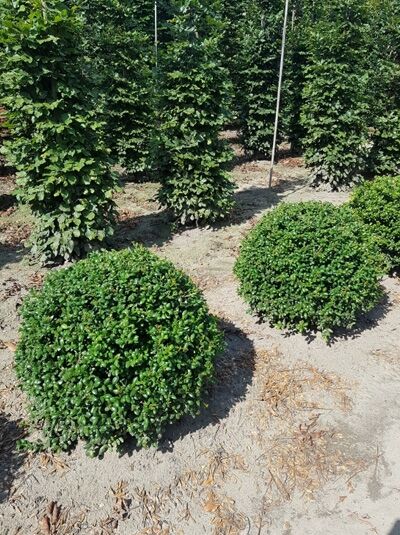 Ilex crenata 'Convexa' Kugel, Löffel-Ilex, 70–80 cm mit Ballen, kugelförmig geschnittener immergrüner Strauch im Beet.