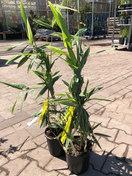 Kleiner Streifenblatt-Bambus 'Shiroshima' (Hibanobambusa tranquillans) 40-60 cm C3 im Topf, schmale grün gestreifte Blätter