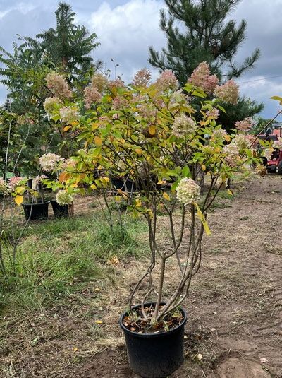 Limonenfarbene Rispen-Hortensie Hydrangea paniculata 'Limelight' 150 cm Schirmform im Container mit Rispenblüten und Laub