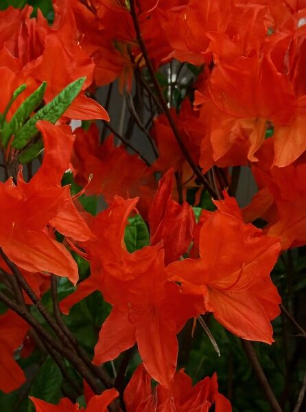 Laubabwerfende Azalee Azalea luteum 'Fireglow' (Knap-Hill) mit orangefarbenen Blüten an Zweigen und grünen Blättern