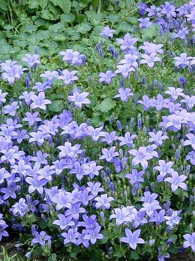 Polster-Glockenblume 'Birch' / Campanula portenschlagiana 'Birch'