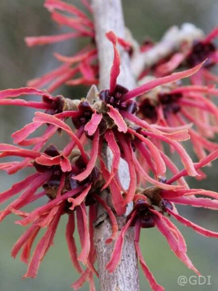Zaubernuss 'Ruby Glow' / Hamamelis intermedia 'Ruby Glow'