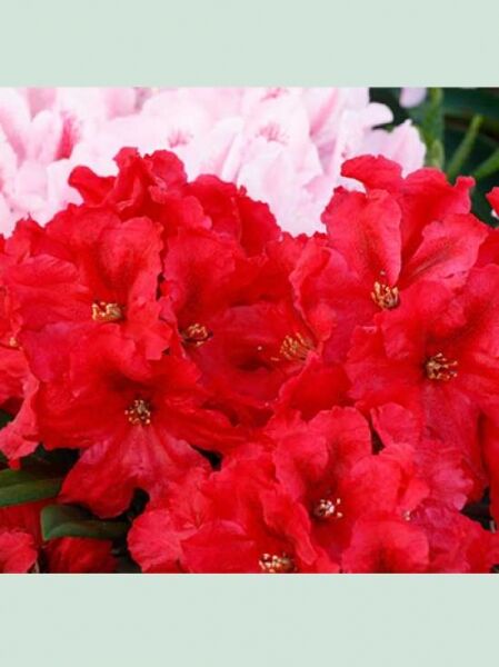 Rhododendron 'Rabatz' / Rhododendron griersonianum 'Rabatz ®'