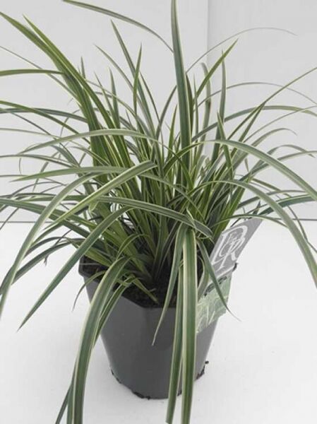 Immergrüne Japansegge 'Ice Dance' / Immergrüne Japansegge 'Ice Dance'