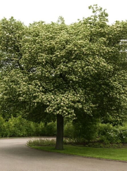 Sorbus torminalis (Elsbeere), großer Laubbaum mit breiter Krone und hellen Blütenständen.