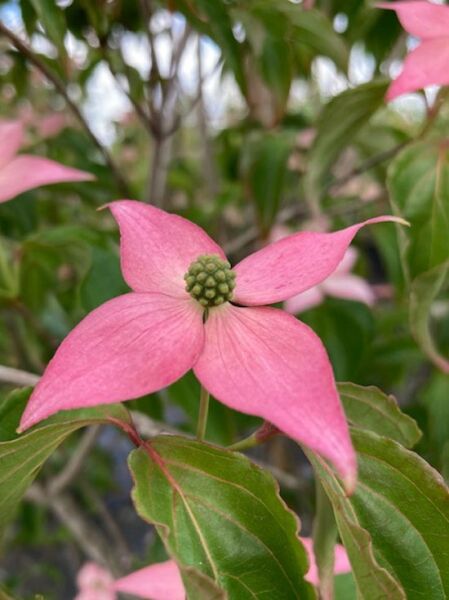 Japanischer Blumen-Hartriegel 'Mount Fuji' / Cornus kousa 'Mount Fuji'