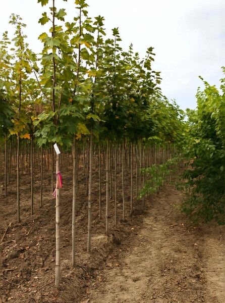 Acer platanoides (Spitz-Ahorn) Hochstamm 10-12 StU mit Drahtballen, Jungbäume in Baumschulreihe mit grünen Blättern.