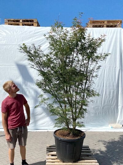 Japanischer Fächer-Ahorn 250-300 cm (1220) / Acer palmatum 'Scolopendrifolium'