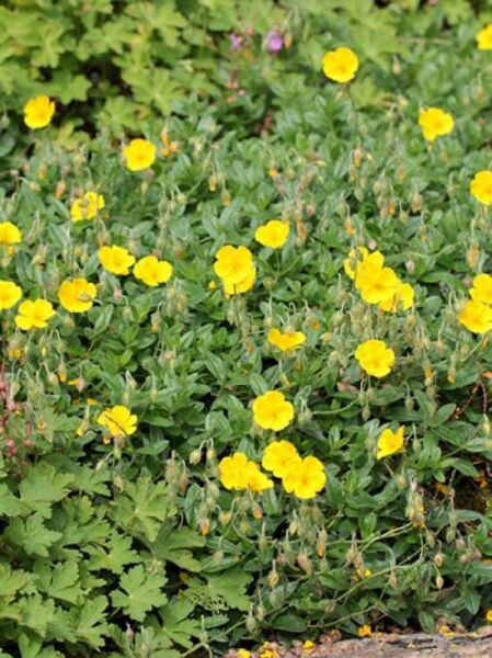 Garten-Sonnenröschen 'Sterntaler' / Helianthemum cultorum 'Sterntaler'