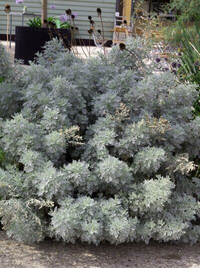 Halbstrauchiger Wermut 'Powis Castle' / Artemisia arborescens 'Powis Castle'