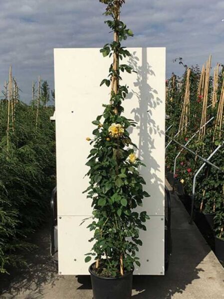 Rosa 'Golden Gate ®' / Kletterrose 'Golden Gate' 175-200 cm C20, im Topf mit Rankstab und gelben Blüten.