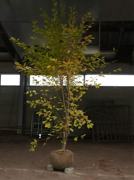 Nyssa sylvatica (Wald-Tupelobaum/Nymphenbaum) 300–350 cm mit Drahtballen, mehrstämmiger Baum mit belaubter Krone