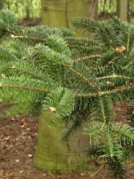 Abies numidica 'Pendula' / Hängende Algier-Tanne / Numidische Tanne 'Pendula'