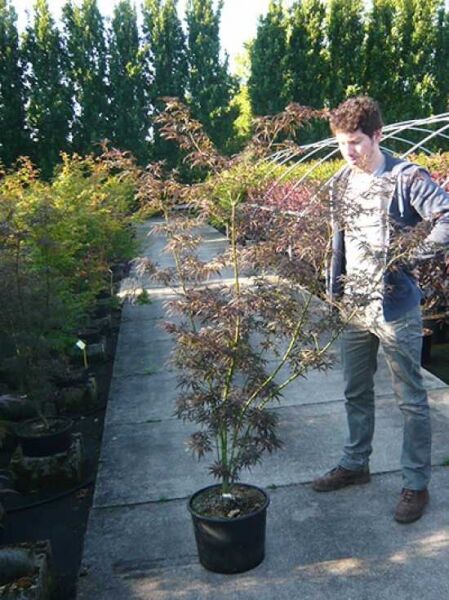 Japanischer Fächer-Ahorn (Acer palmatum) 'Scolopendrifolium Atropurpureum' 150-175 cm C20 im Topf, rotlaubig, mehrstämmig