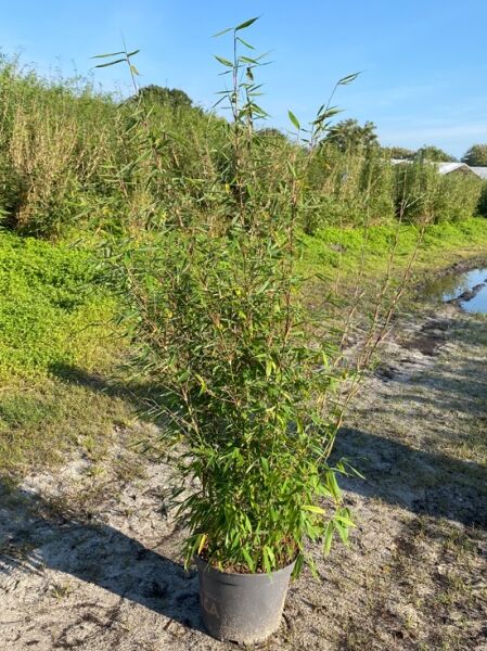 Fargesia 'Malachite Monkeys' ®