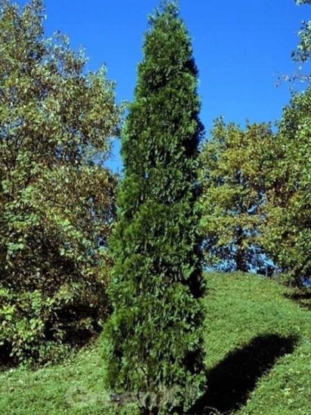 Weihrauchzeder 'Pillar' / Calocedrus decurrens 'Pillar'
