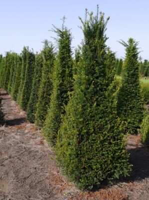 Heimische Eibe 'Pyramide' - Taxus baccata 'Pyramide' - Baumschule NewGarden