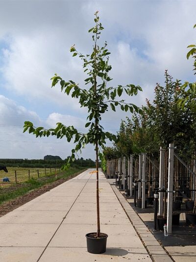 Prunus avium 'Regina' / Süßkirsche 'Regina' Hochstamm 12-14 StU im Container, junger Baum mit Stamm und Krone, belaubt