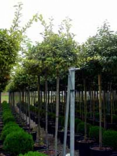 Wintergrüne Ölweide Elaeagnus ebbingei 'Limelight' Hochstamm im Container, 10-12 StU, mit dichtem, grünem Laub in Reihe