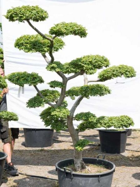 Ulmus minor 'Jacqueline Hillier' H: 200 cm B: 170 cm / Garten-Bonsai (609)