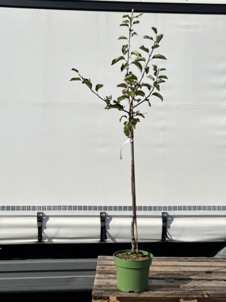 Malus domestica 'Cox Orange' – Apfel 'Cox Orange' Halbstamm C7, junger Obstbaum im Topf mit Stamm und belaubten Trieben