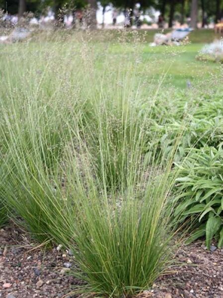 Tautropfen-Gras / Sporobolus heterolepis