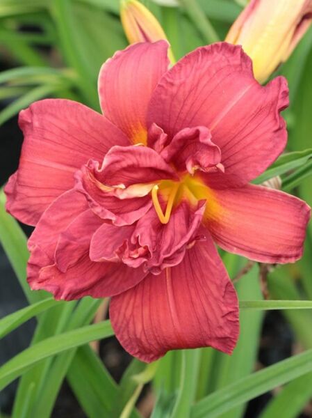 Taglilie 'Double Firecracker' (Hemerocallis cultorum) mit gefüllter rotrosa Blüte und gelbem Schlund, Nahaufnahme