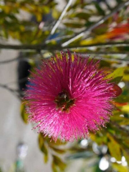 Callistemon citrinus 'Perth Pink' / Violetter Zylinderputzer
