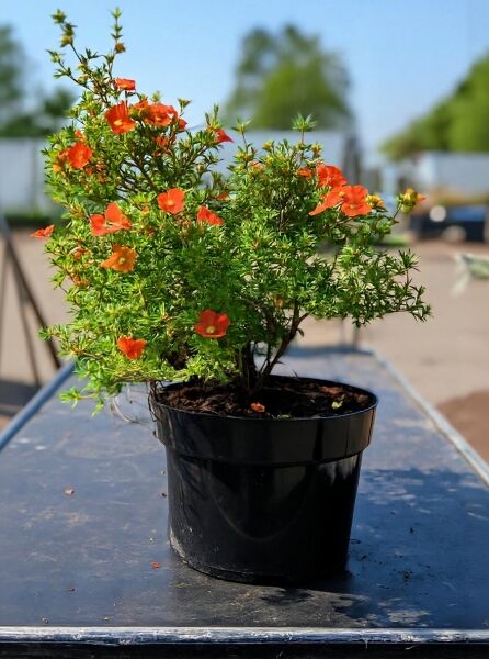 Potentilla fruticosa 'Red Ace' (Fünffingerstrauch) 25-30 cm C1,5 im Topf mit orangefarbenen Blüten und grünem Laub