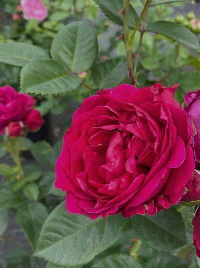 Edelrose 'Ascot' / Edelrose 'Ascot'