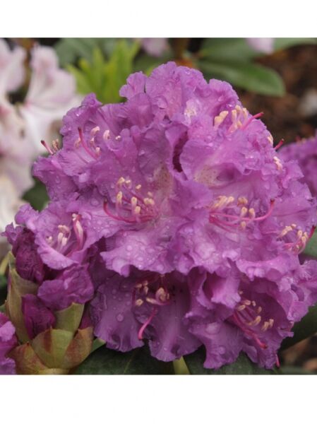 Rhododendron Hybride 'Markgraf' / Rhododendron 'Markgraf'