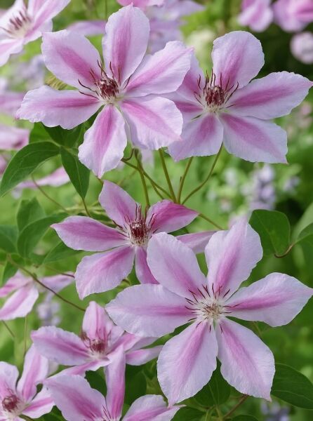 Waldrebe 'Girenas' / Waldrebe 'Girenas'