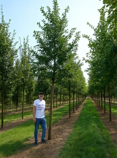 Quercus petraea (Trauben-Eiche/Winter-Eiche) Hochstamm 30-35 StU, Baum mit geradem Stamm und dichtem Laub in Baumschule
