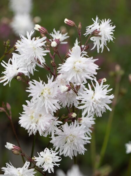 Kuckucks-Licht-Nelke 'Petite Henri ®' / Lychnis flos-cuculi 'Petite Henri ®'